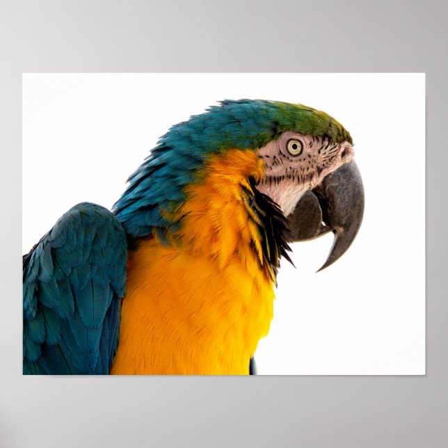 Parrot Notes Poster (Front)