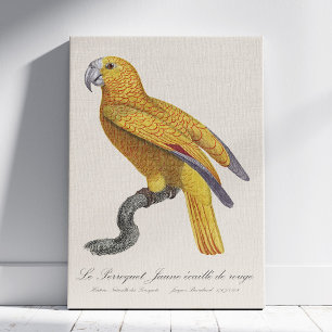 Parrot of Paradise of Cuba, Psittacus Paradisi Canvas Print