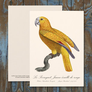 Parrot of Paradise of Cuba, Psittacus Paradisi Thank You Card
