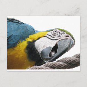 Parrot On Rope -- Postcard