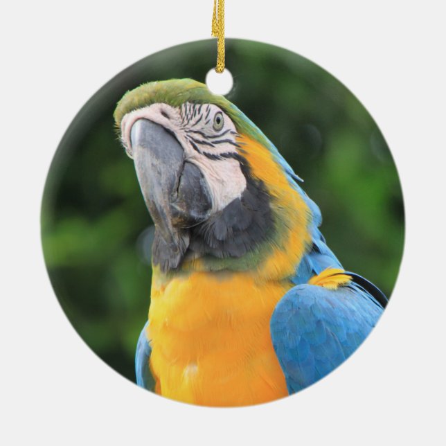 Parrot ornament (Back)