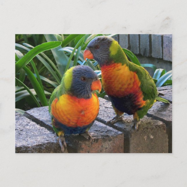 Parrot Pals Postcard (Front)