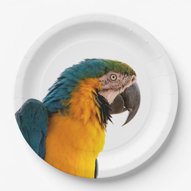 Parrot  paper plate (Front)