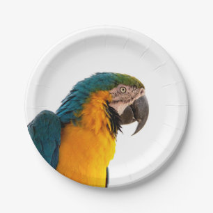 Parrot  paper plate