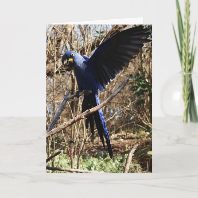 Parrot Party Card (Front)