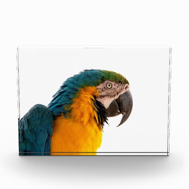 Parrot  photo block (Front)