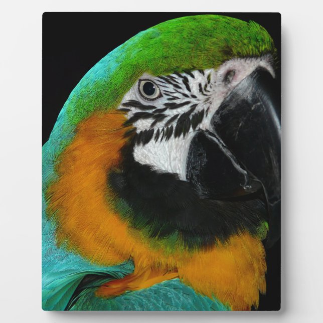 Parrot Plaque (Front)