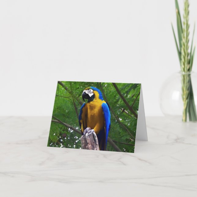 Parrot Pose ~ Card / Invitations (Front)