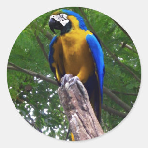 Parrot Pose ~ Classic Round Sticker