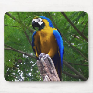 Parrot Pose ~ Mousepad