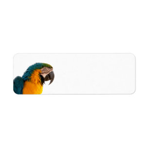 Parrot Post-it Notes