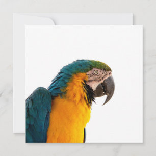 Parrot Post-it Notes