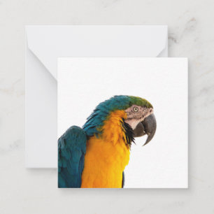 Parrot Post-it Notes