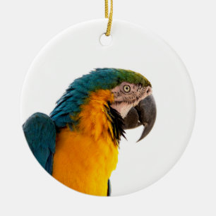 Parrot Post-it Notes Ceramic Tree Decoration