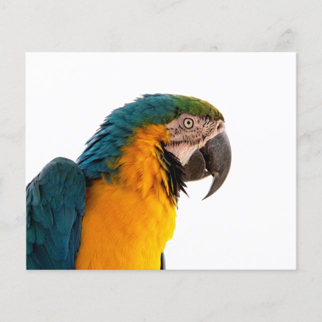 Parrot Post-it Notes Flyer (Front)