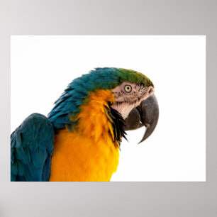 Parrot Post-it Notes Poster