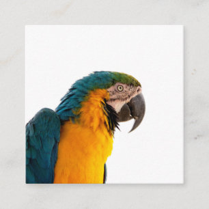 Parrot Post-it Notes Square Business Card