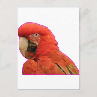 Parrot Postcard