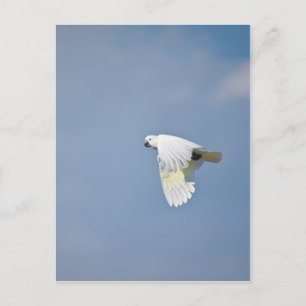 Parrot Postcard