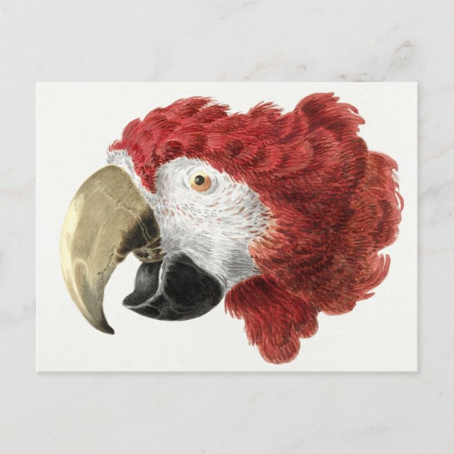 Parrot  postcard (Front)