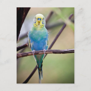 Parrot Postcard
