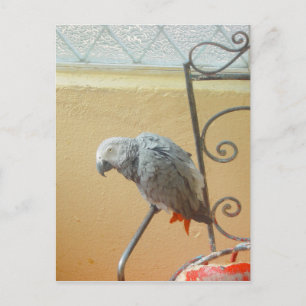 Parrot - postcard
