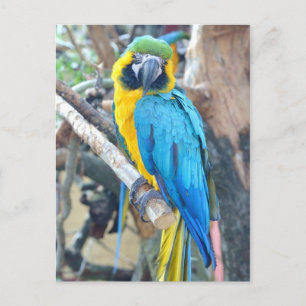 Parrot - Postcard