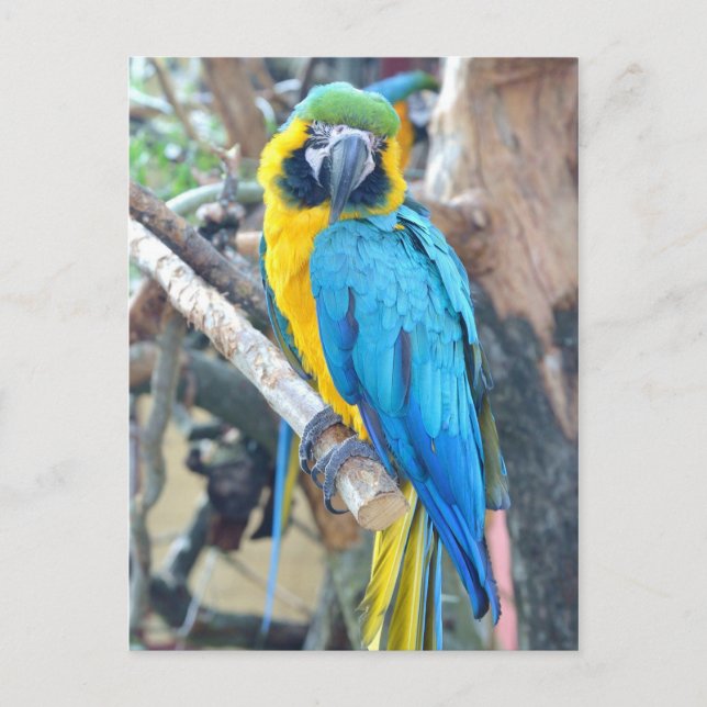 Parrot - Postcard (Front)