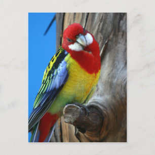 Parrot Postcard
