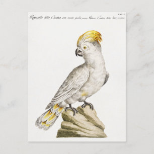 Parrot postcard