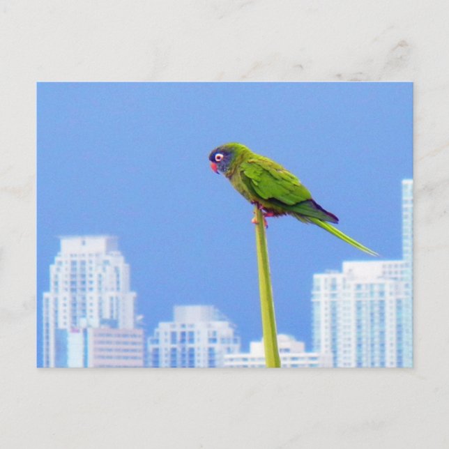 ~Parrot~ POSTCARD, CUSTOMIZE Postcard (Front)
