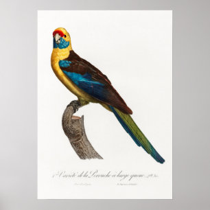 Parrot Poster