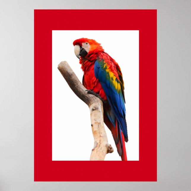 Parrot Poster (Front)