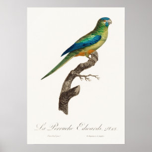 Parrot Poster