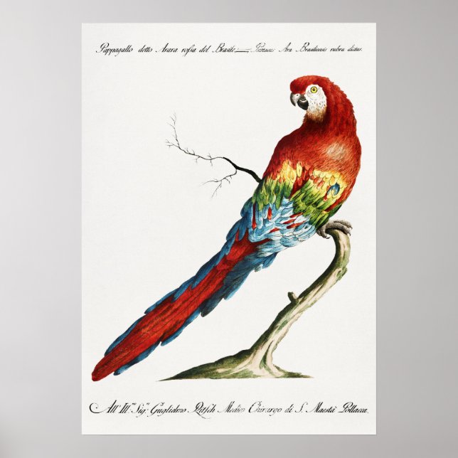 Parrot Poster (Front)
