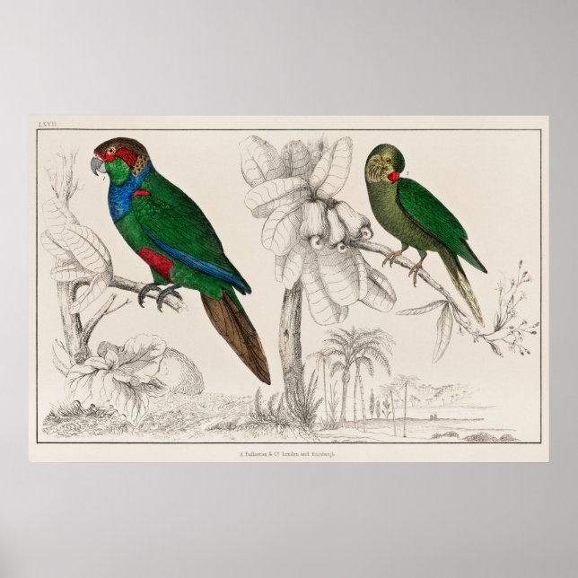 Parrot Poster (Front)