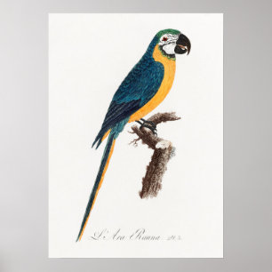 Parrot Poster