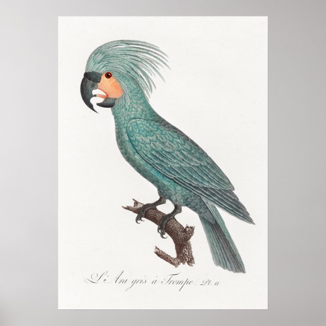 Parrot Poster (Front)