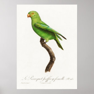 Parrot Poster
