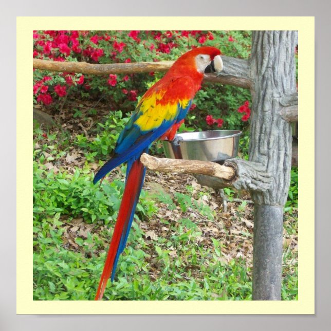 Parrot Poster (Front)