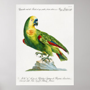 Parrot Poster