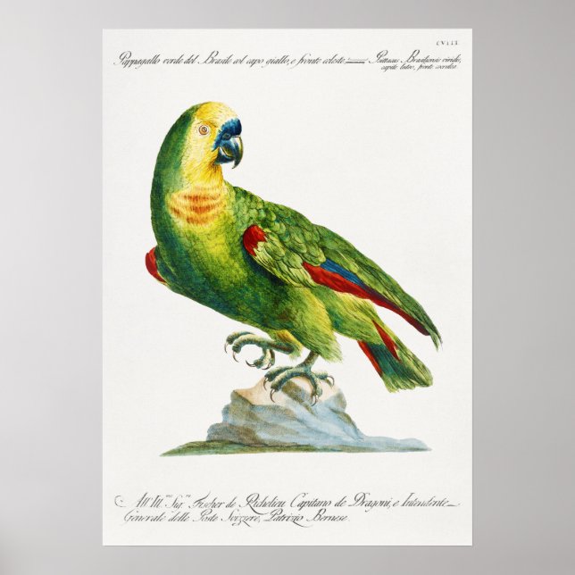 Parrot Poster (Front)