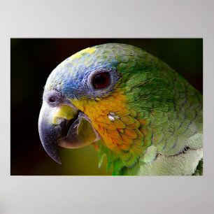 Parrot Poster