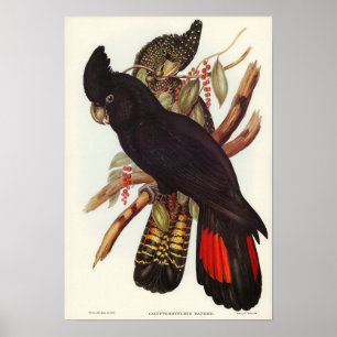 Parrot Poster