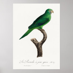 Parrot Poster