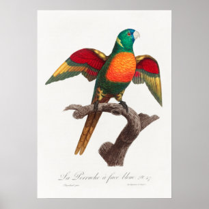 Parrot Poster