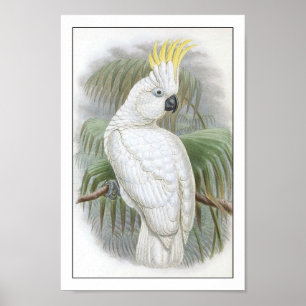 Parrot Poster