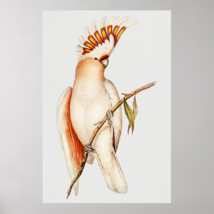 Parrot Poster