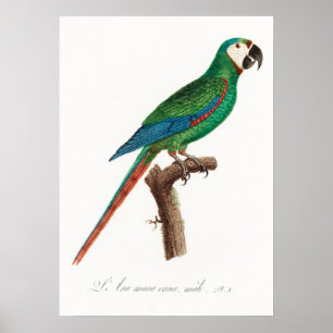 Parrot Poster