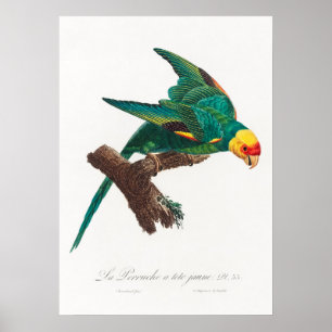 Parrot Poster
